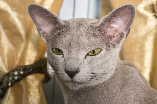 Russo gato azul de perto — Fotografia de Stock