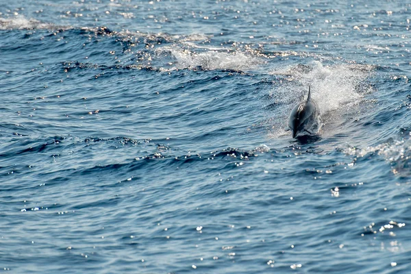 Delfiner medan hoppa i djupa blå havet — Stockfoto