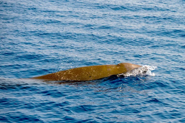 Vzácné husí Beaked whale delfín Ziphius cavirostris — Stock fotografie