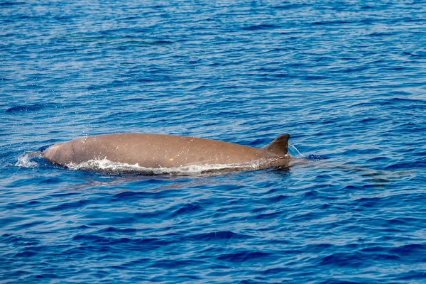 Sällsynta gås näbbvalar whale dolphin Ziphius cavirostris — Stockfoto