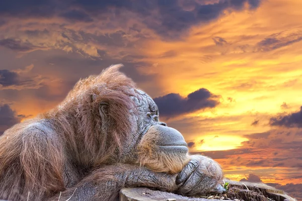 Μαϊμού οραγγουτάγγος κοντά επάνω πορτρέτο — Φωτογραφία Αρχείου