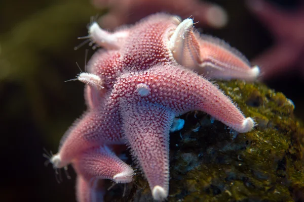 Antarctic cushion star underwater close up — Stock Photo, Image