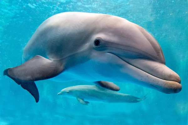 Дельфин под водой на фоне рифа — стоковое фото