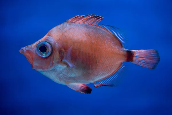 Tropical Isolated colorful red fish — Stock Photo, Image