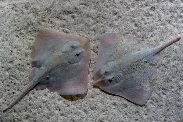 Parsnip stingray fish on sand — Stock Photo, Image