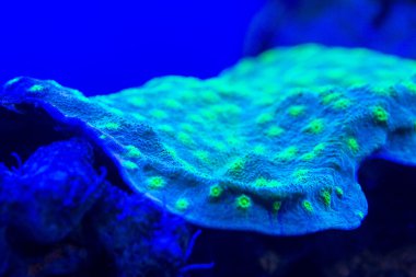 gece dalış ışık üzerinde sert mercan makro