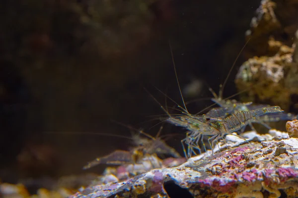 Transparent shrimp on a rock underwater — Stock Photo, Image