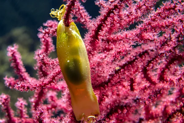Dogfish yellow egg hanging on gorgonia — Stock Photo, Image