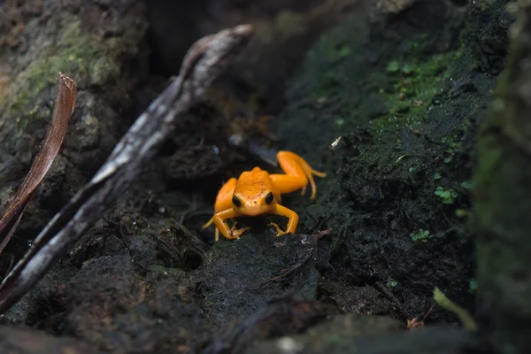 마다 가스 카 르의 황금 mantella 개구리 — 스톡 사진