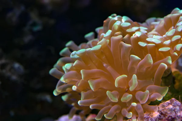 Macro corallo duro sulla luce notturna — Foto Stock