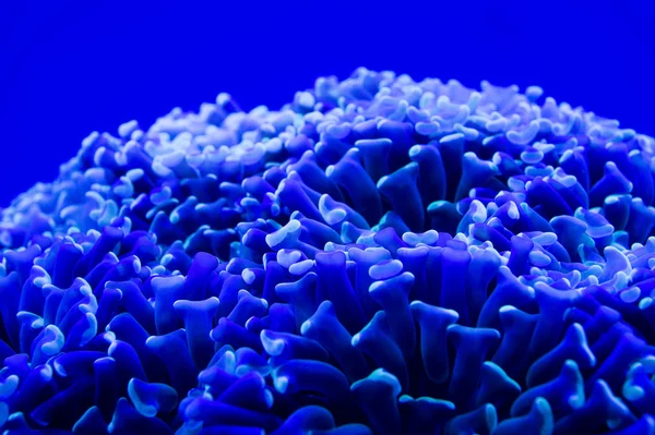 Hard coral macro on night dive light — Stock Photo, Image