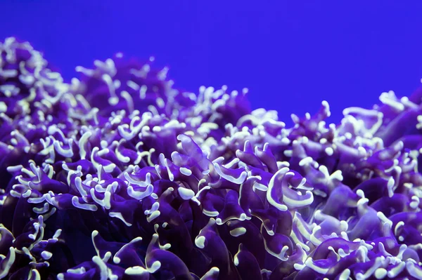 gece dalış ışık üzerinde sert mercan makro