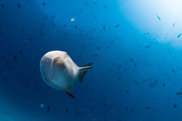 Dolphin under vattnet på ocean bakgrund — Stockfoto