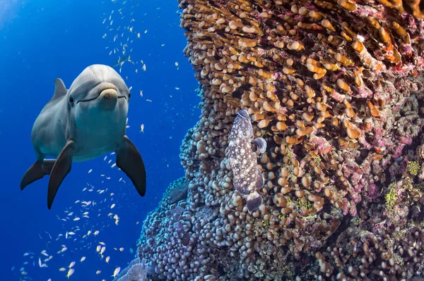 Delphin unter Wasser auf Meeresriff Hintergrund — Stockfoto