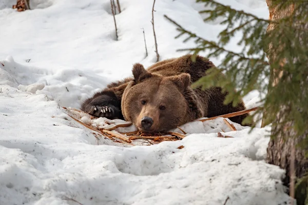 Brown bear portrait on the snow — Stock Photo, Image
