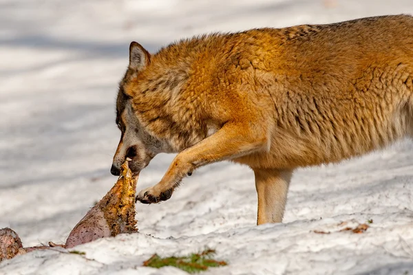 Lobo comendo na neve — Fotografia de Stock