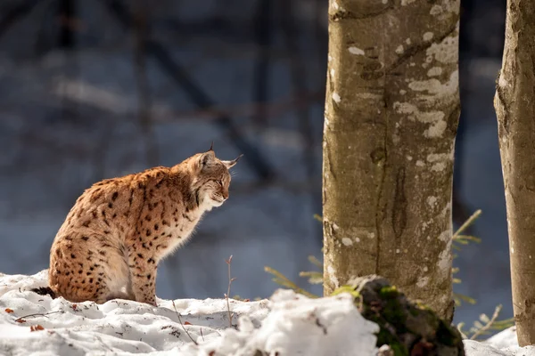 Lynx no fundo da neve — Fotografia de Stock