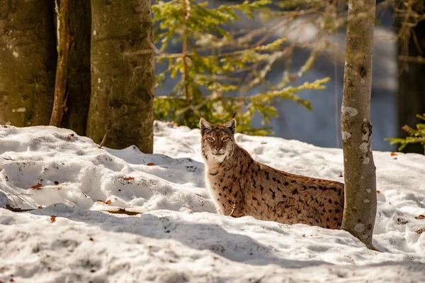 Luchs auf dem Schnee-Hintergrund — Stockfoto