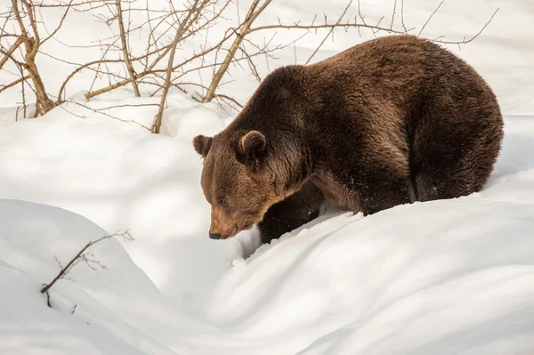 Bruine beer wandelen in de sneeuw — Stockfoto
