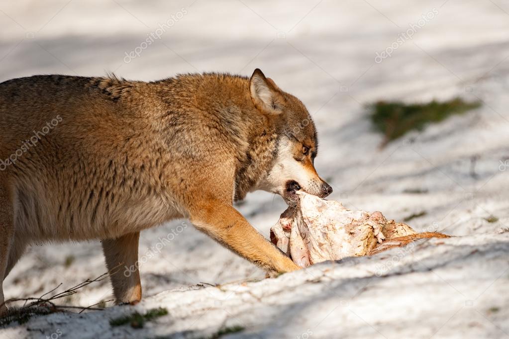 Resultado de imagen para lobo comiendo
