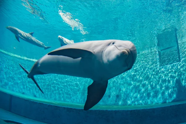 水族馆海豚水下看着你 — 图库照片