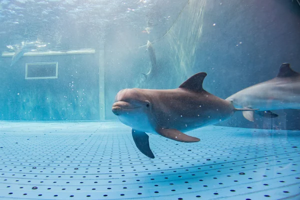 Аквариумные дельфины под водой смотрят на тебя — стоковое фото