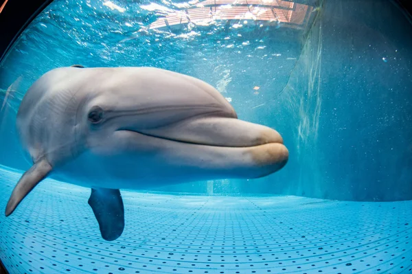 Akvárium dolphin podvodní při pohledu na vás — Stock fotografie