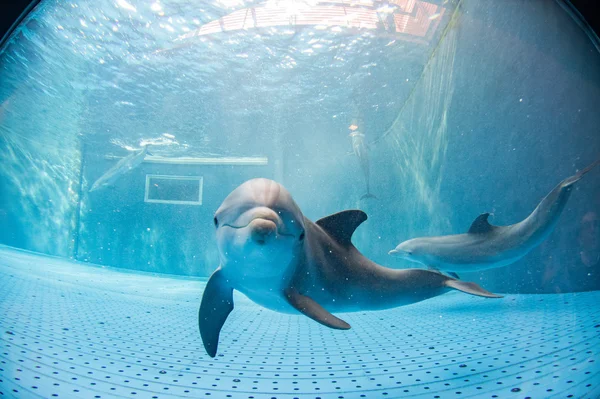 Аквариумные дельфины под водой смотрят на тебя — стоковое фото