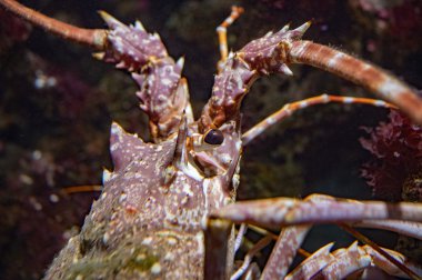 su altında avcılık ise Akdeniz ıstakoz