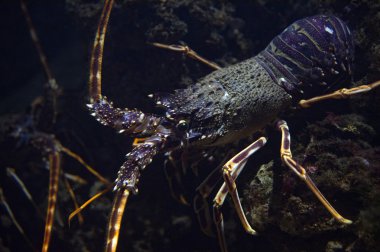 su altında avcılık ise Akdeniz ıstakoz