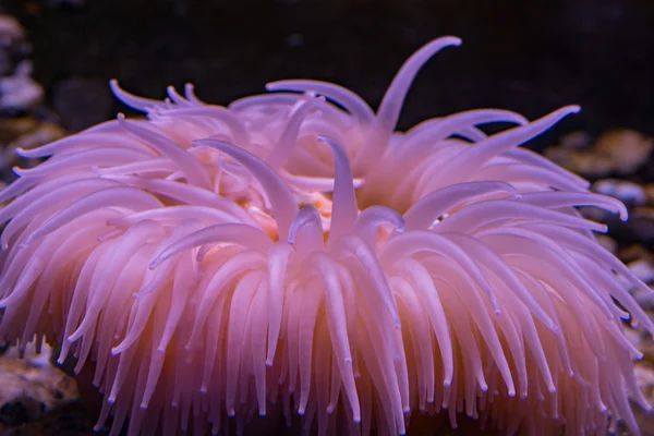 Antarktika pembe anemone sualtı yakın çekim