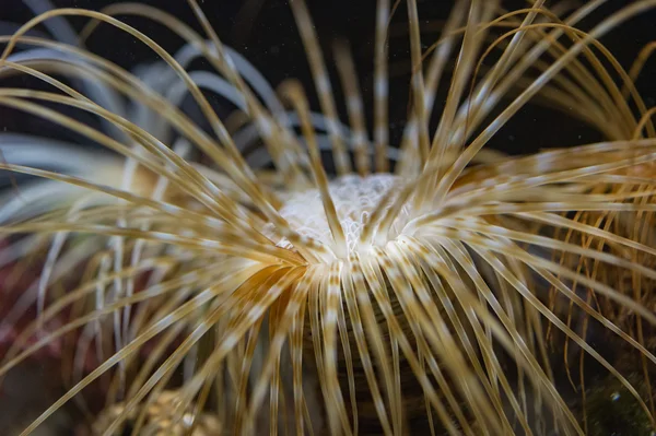 Mediterranean sea cerianthus underwater detail — Stock Photo, Image