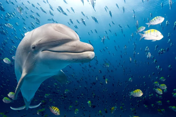 水下海豚在蓝色的海洋背景 — 图库照片