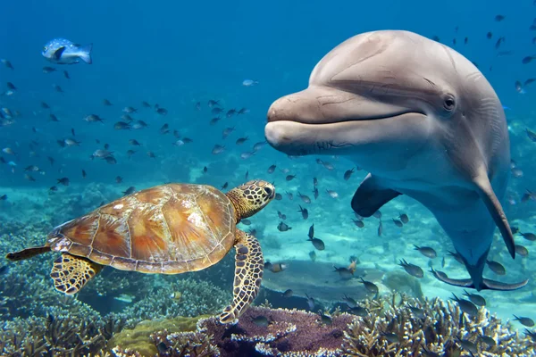 Delfine und Schildkröten unter Wasser am Riff — Stockfoto