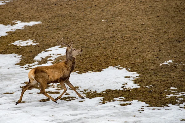 Male deer portrait while looking at you — Stock Photo, Image