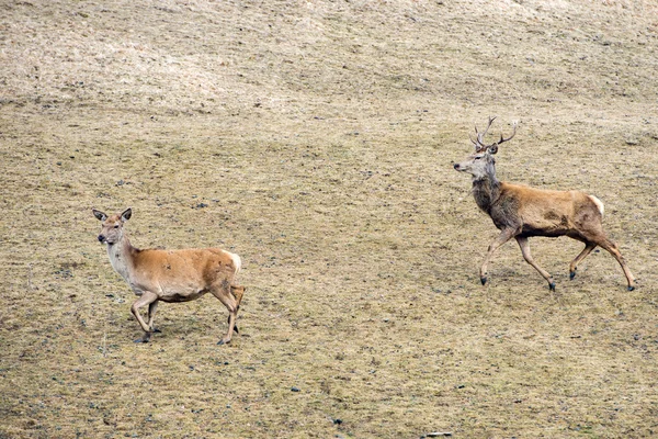 鹿の肖像画を見ながら — ストック写真