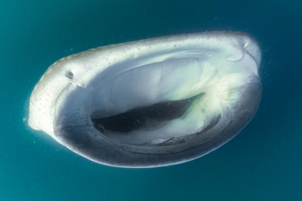 Tiburón ballena buceo retrato submarino — Foto de Stock