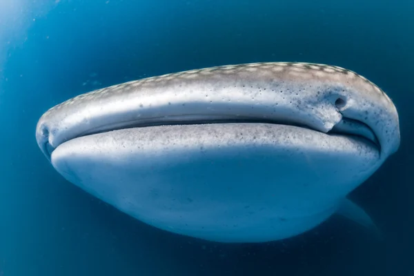 Tiburón ballena buceo retrato submarino —  Fotos de Stock