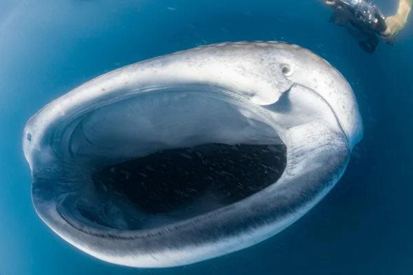 Walvishaai en duiker onder water — Stockfoto