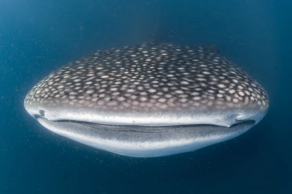 Tiburón ballena buceo retrato submarino —  Fotos de Stock