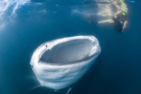 Whale Shark and diver underwater — Stock Photo, Image