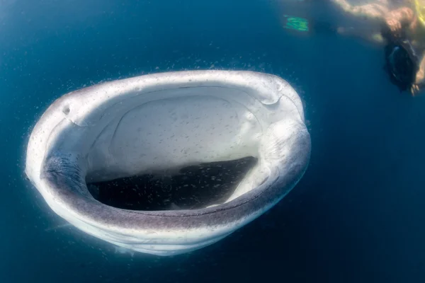 Tiburón ballena y buceador bajo el agua —  Fotos de Stock