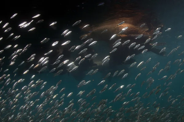Zeeleeuw zeehonden na sardine aas bal — Stockfoto