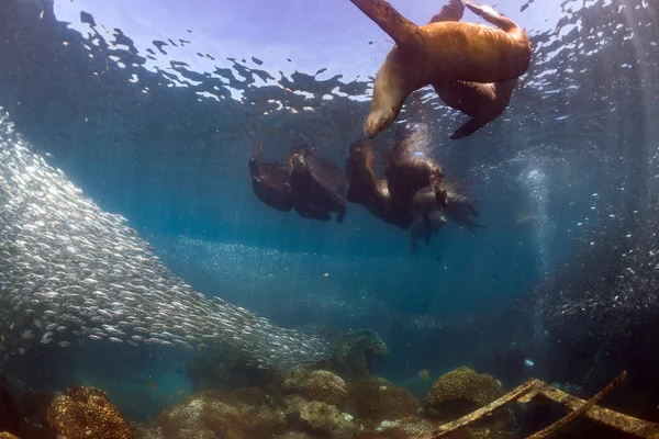 Leão-marinho Selos após bola de isca sardinha — Fotografia de Stock