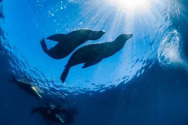 Famille des otaries sous-marines en contre-jour — Photo