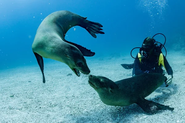 Welpe Seelöwe unter Wasser schaut dich an — Stockfoto