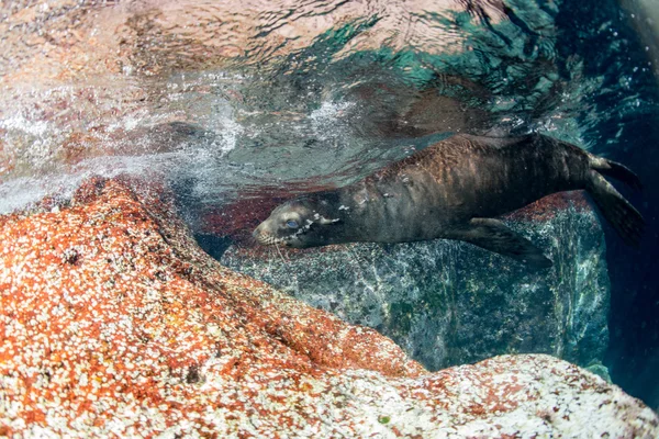 Welpe Seelöwe unter Wasser schaut dich an — Stockfoto