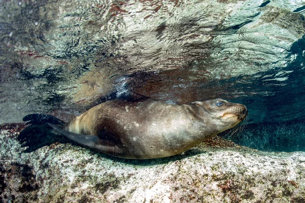 Welpe Seelöwe unter Wasser schaut dich an — Stockfoto