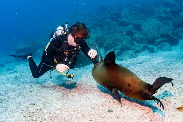 Cachorro león marino bajo el agua mirándote — Foto de Stock