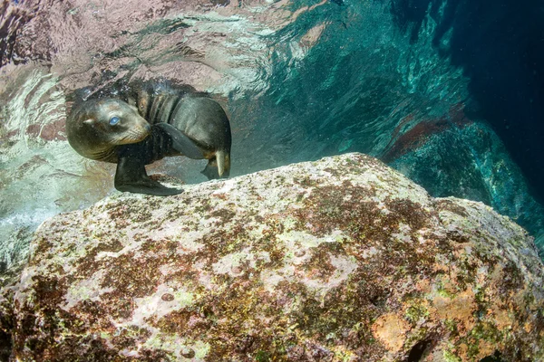 Welpe Seelöwe unter Wasser schaut dich an — Stockfoto